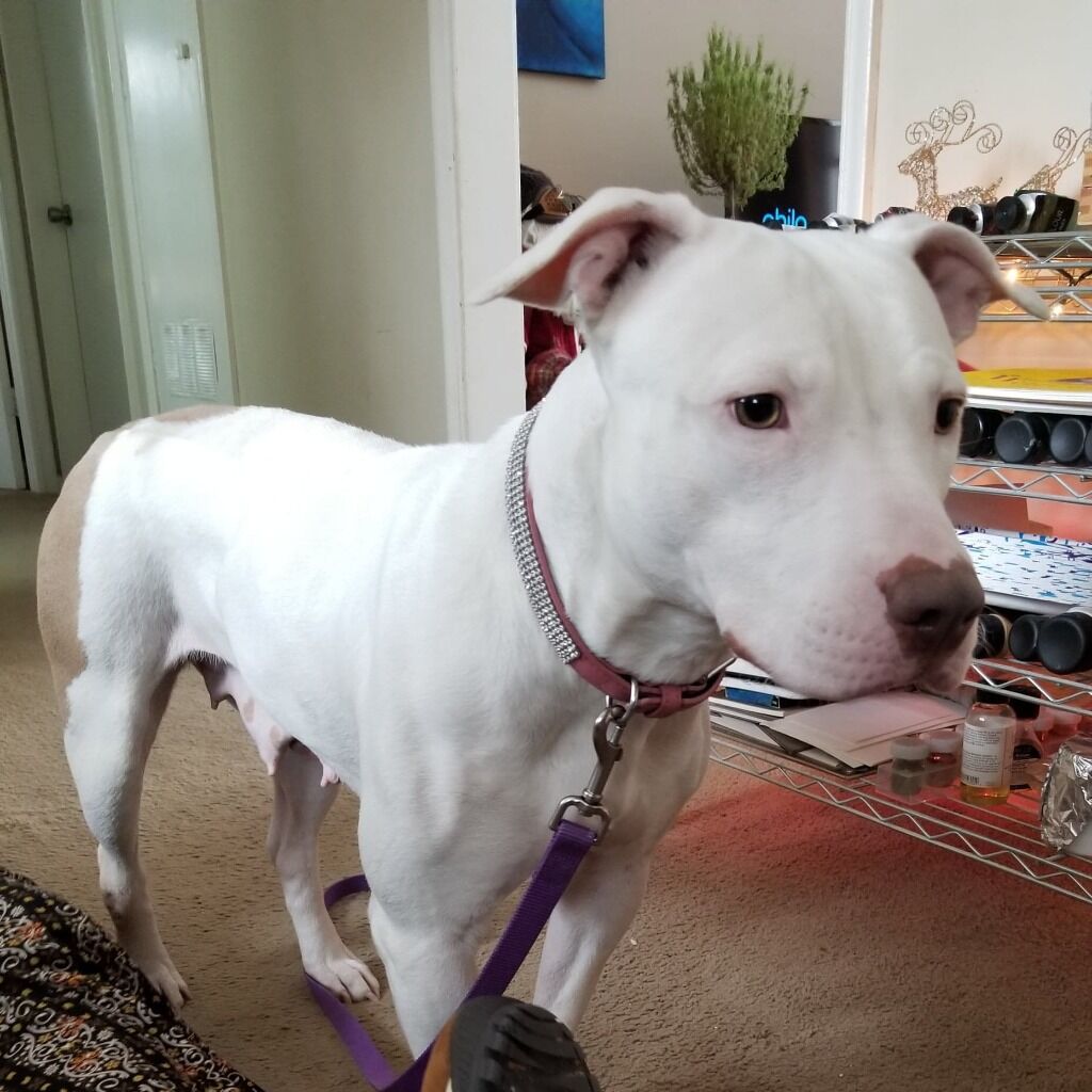 Pippa